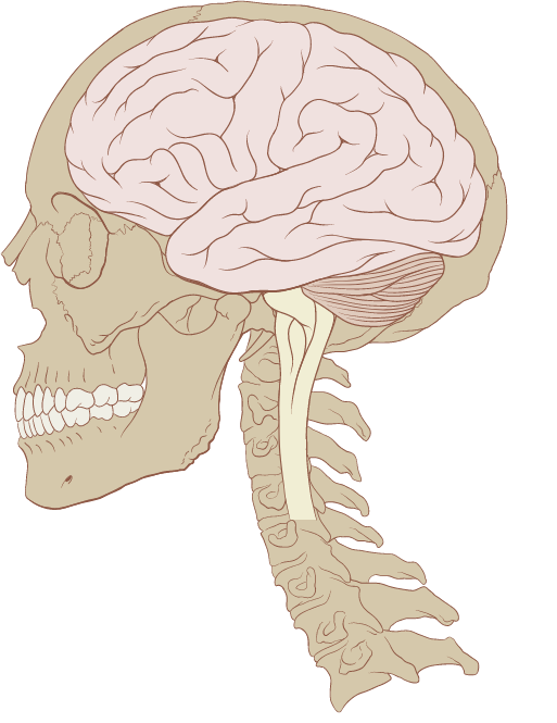 Anatomy quiz label brain Exterior Brain